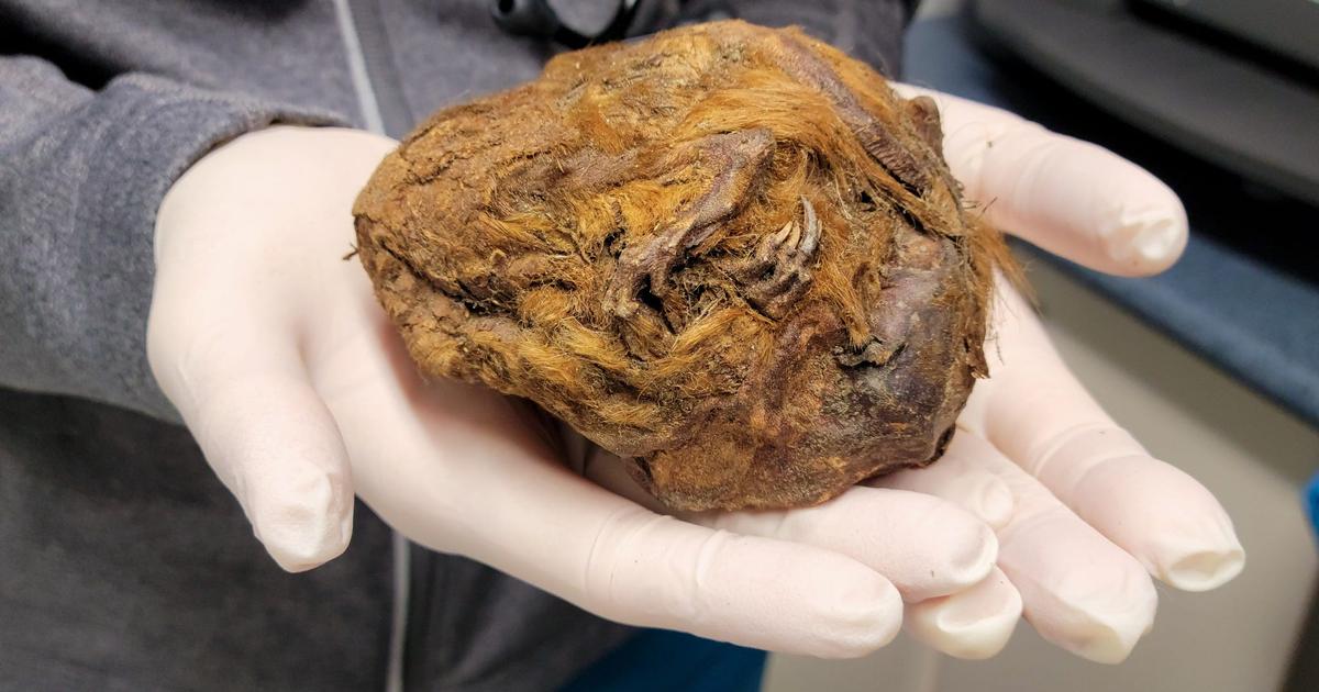 金鉱で採掘者が見つけた茶色の毛玉…それは3万年前のリスだった | Business Insider Japan