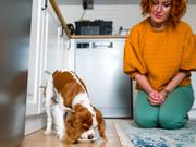 犬