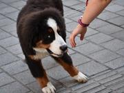 犬