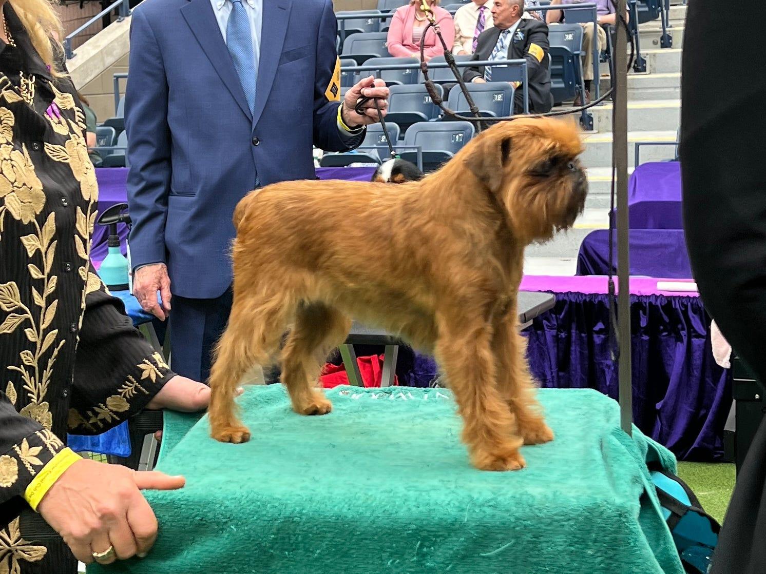 ニューヨークで開催されたドッグショーで出会った、かわいらし過ぎる犬
