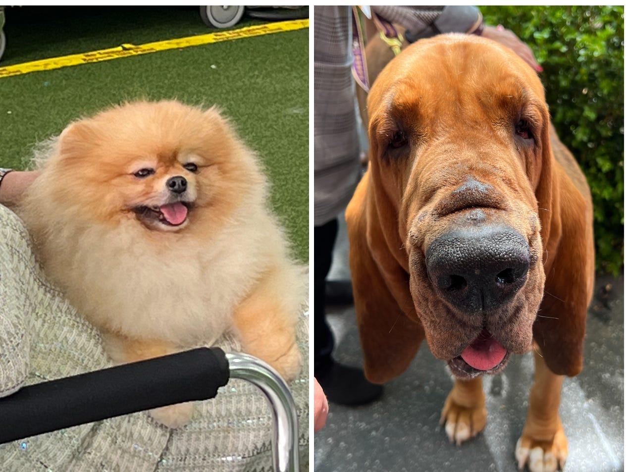 ニューヨークで開催されたドッグショーで出会った、かわいらし過ぎる犬