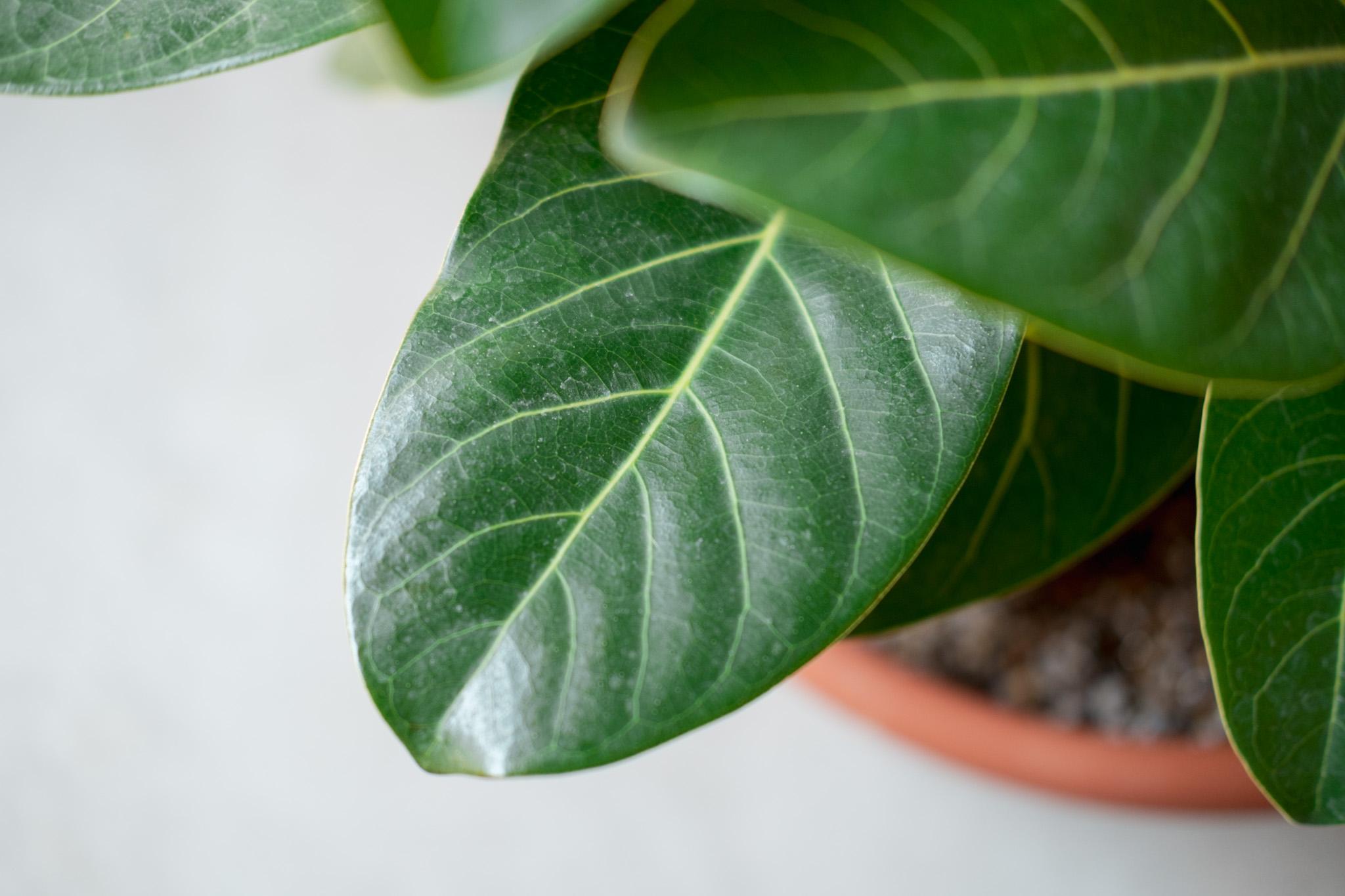 観葉植物が、新緑のようにツヤツヤに。必要なのは「無印良品の植物