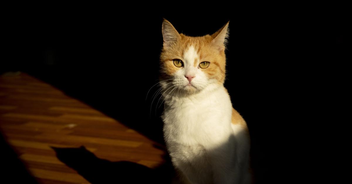 ネコには世界はどのように見えているのか…人間の視界と画像で比較 | Business Insider Japan