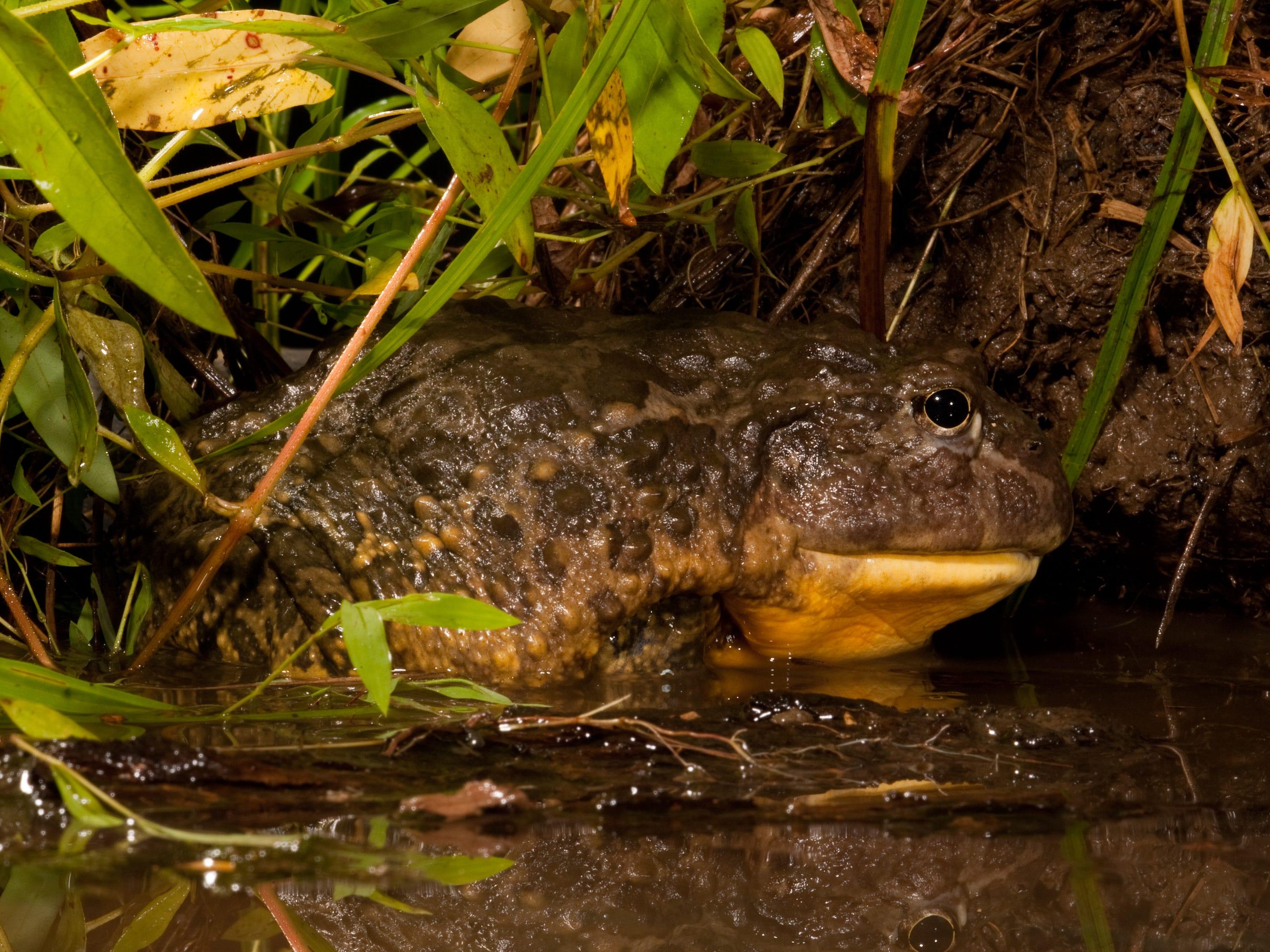 マイナス60度でも生存できるカエルや水を飲まないネズミなど、過酷な環境を生き抜く動物たちの驚くべき10の技 | Business Insider  Japan