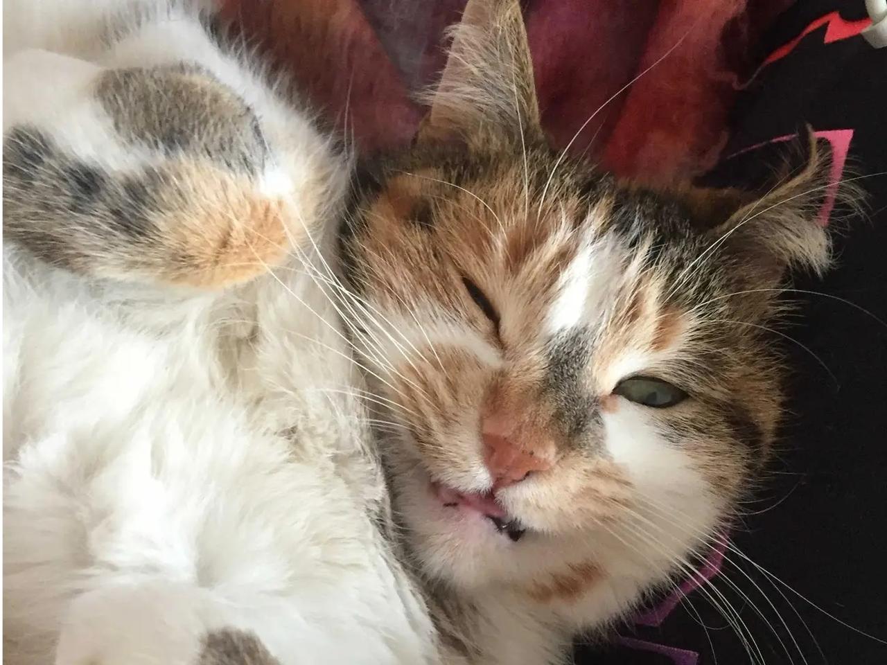 ねこ