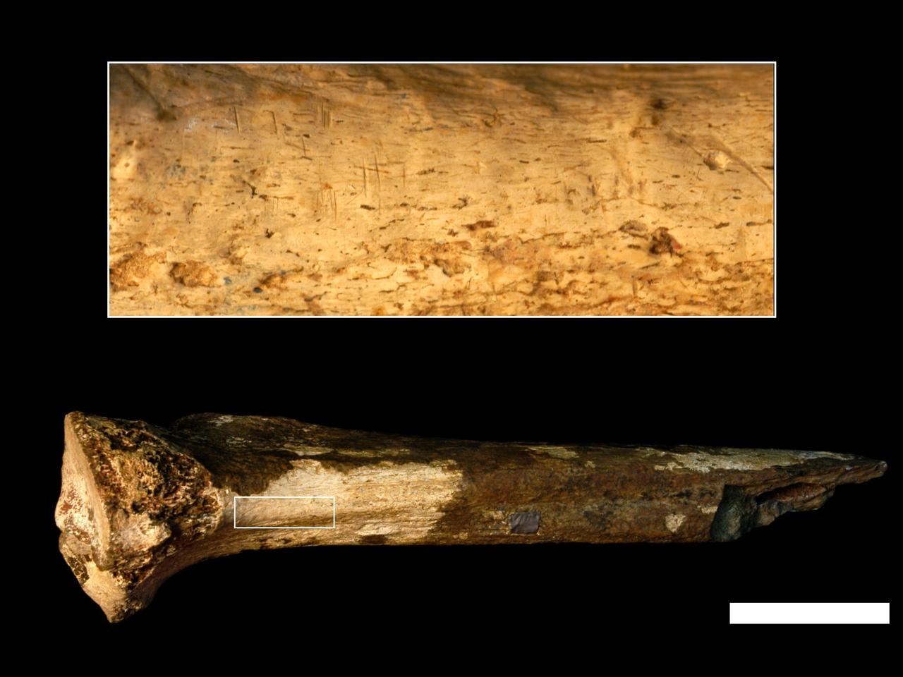 145万年前の脛骨。拡大写真を見ると、骨に達する切り傷があるのがわかる。