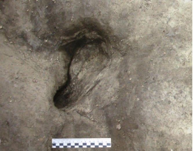 欧州最古、30万年前の人類の足跡化石を発見…サイやゾウの足跡化石も