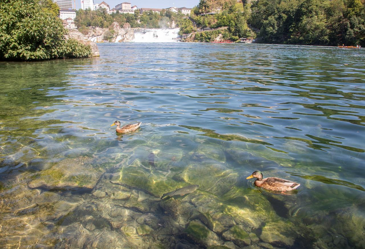 爽やかすぎる？ スイスでは、川を泳いで通勤する人たちがいる | Business Insider Japan