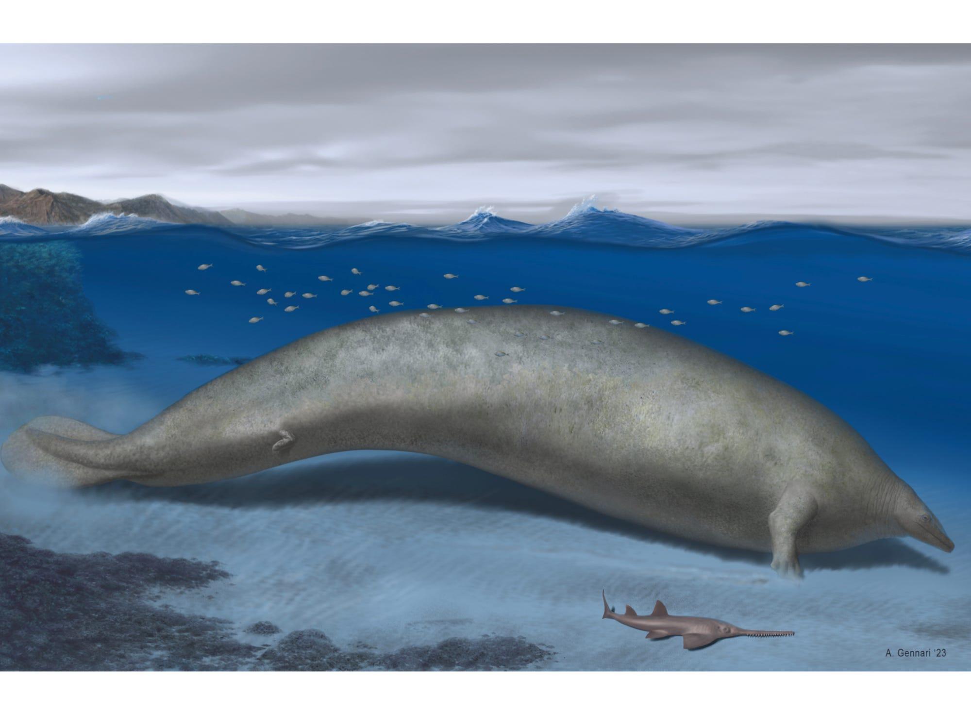古代のクジラは史上最も重い動物だった…シロナガスクジラの2倍と推定 ...