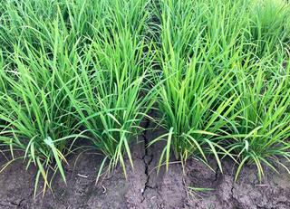 ntt communications yanmar nakaboshi rice farmer methane reduction