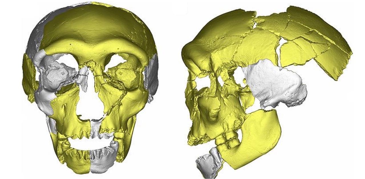 謎の頭蓋骨が科学者を困惑させている…新たな人類の祖先か？ | Business 