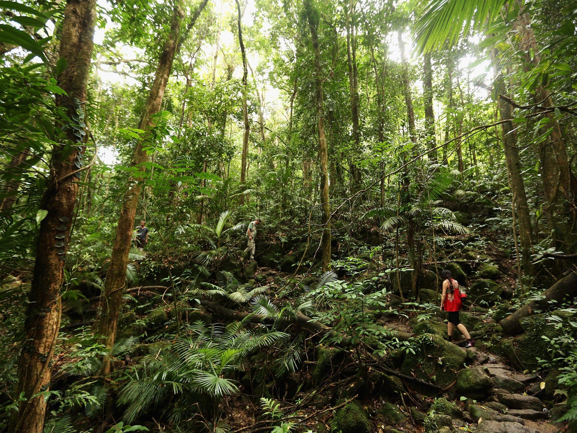 このまま気温が上がれば、熱帯雨林の植物が光合成をしなくなる | Business Insider Japan