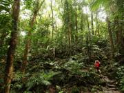 オーストラリア、モスマン・ゴージにある世界遺産デインツリー熱帯雨林を歩く訪問者、2012年11月14日撮影。