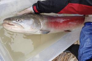 日本最大の淡水魚・イトウ