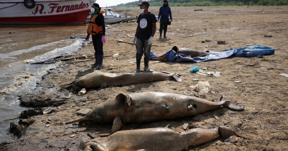 アマゾン川の支流で120頭以上のイルカが死亡… 水温が上がり過ぎて「スープのよう」と専門家は警鐘 | Business Insider Japan