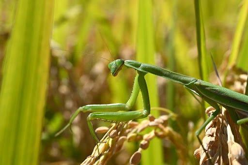 ハリガネムシがカマキリを溺れさせる方法…寄生虫は宿主から遺伝子を