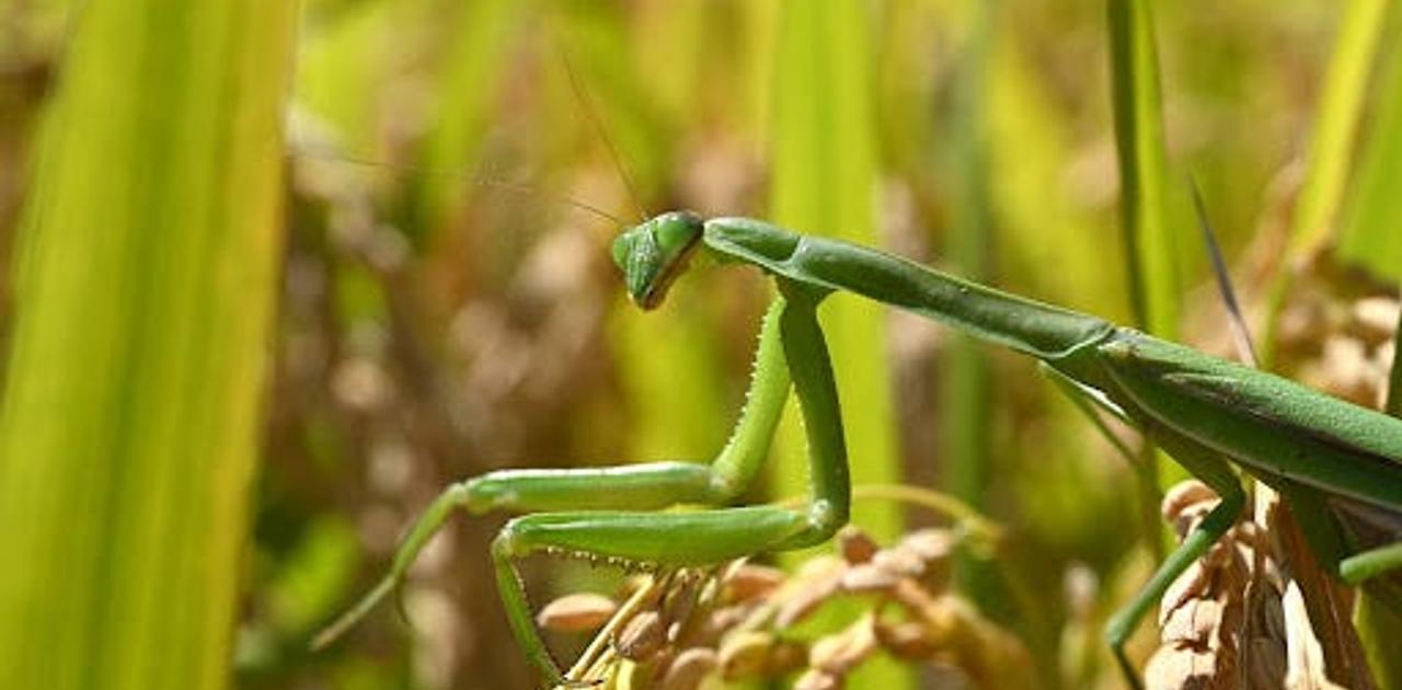 ハリガネムシがカマキリを溺れさせる方法…寄生虫は宿主から遺伝子を盗んでいた