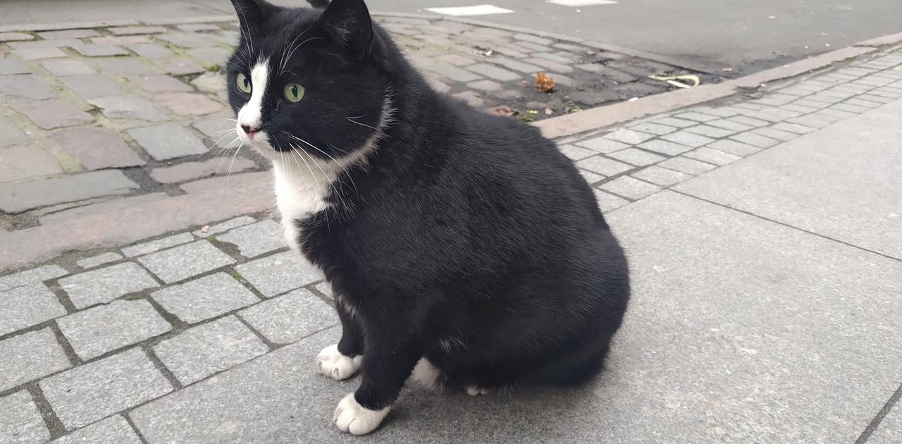 ポーランドの人気観光名所になっていた野良猫「ガツェック ...