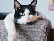 ねこ