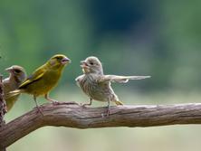 「おかしな動物たち」写真コンテスト 2023年の入賞作