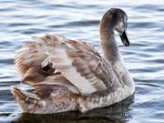 2024年の株式市場に影響を与えそうな「グレー スワン」とは