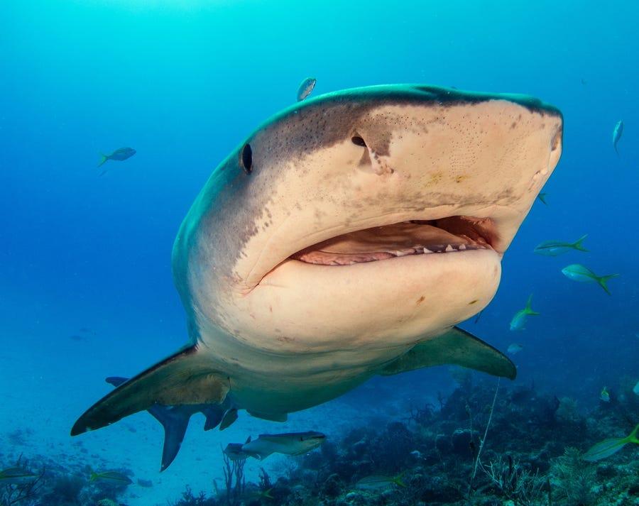 海で襲われる確率は意外と低い？ 「サメによる攻撃」の実態と襲われた時の対処法