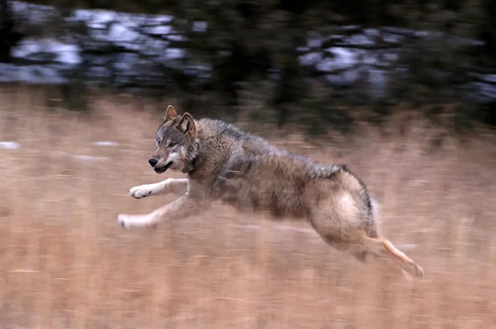 米コロラド州、ハイイロオオカミ10頭を荒野に放つ