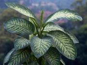 ディフェンバキアはきれいで人気の高い観葉植物だが、毒もある。