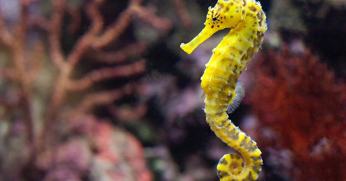 オスが“出産”する不思議な魚。辰年に考える、タツノオトシゴの生存戦略 