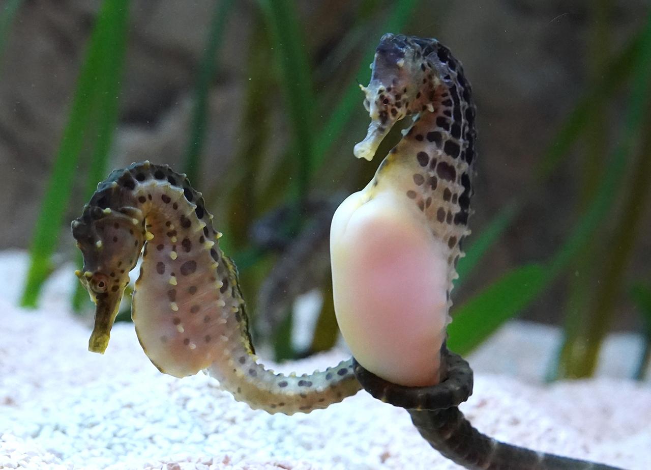 タツノオトシゴ 発送14日まで 魚類、水生生物 熱帯魚 【公式通販】