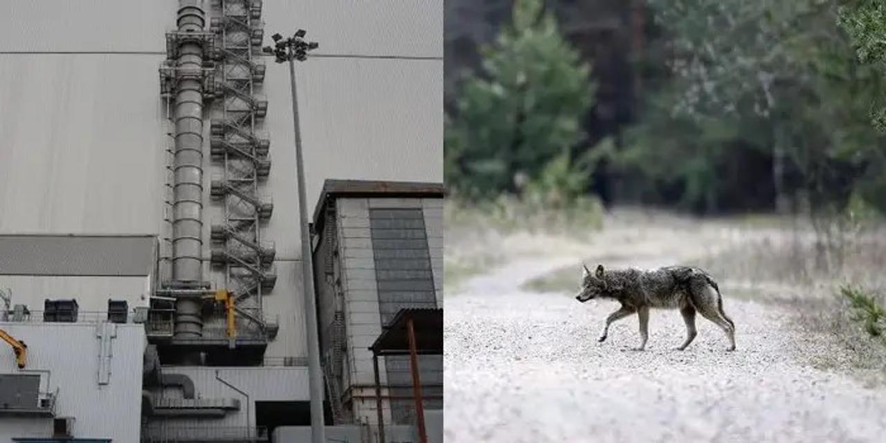 Chernobyl