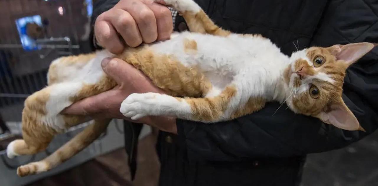 あなたは大丈夫？ 専門家が明かす、ねこにやってはいけない13のこと | Business Insider Japan