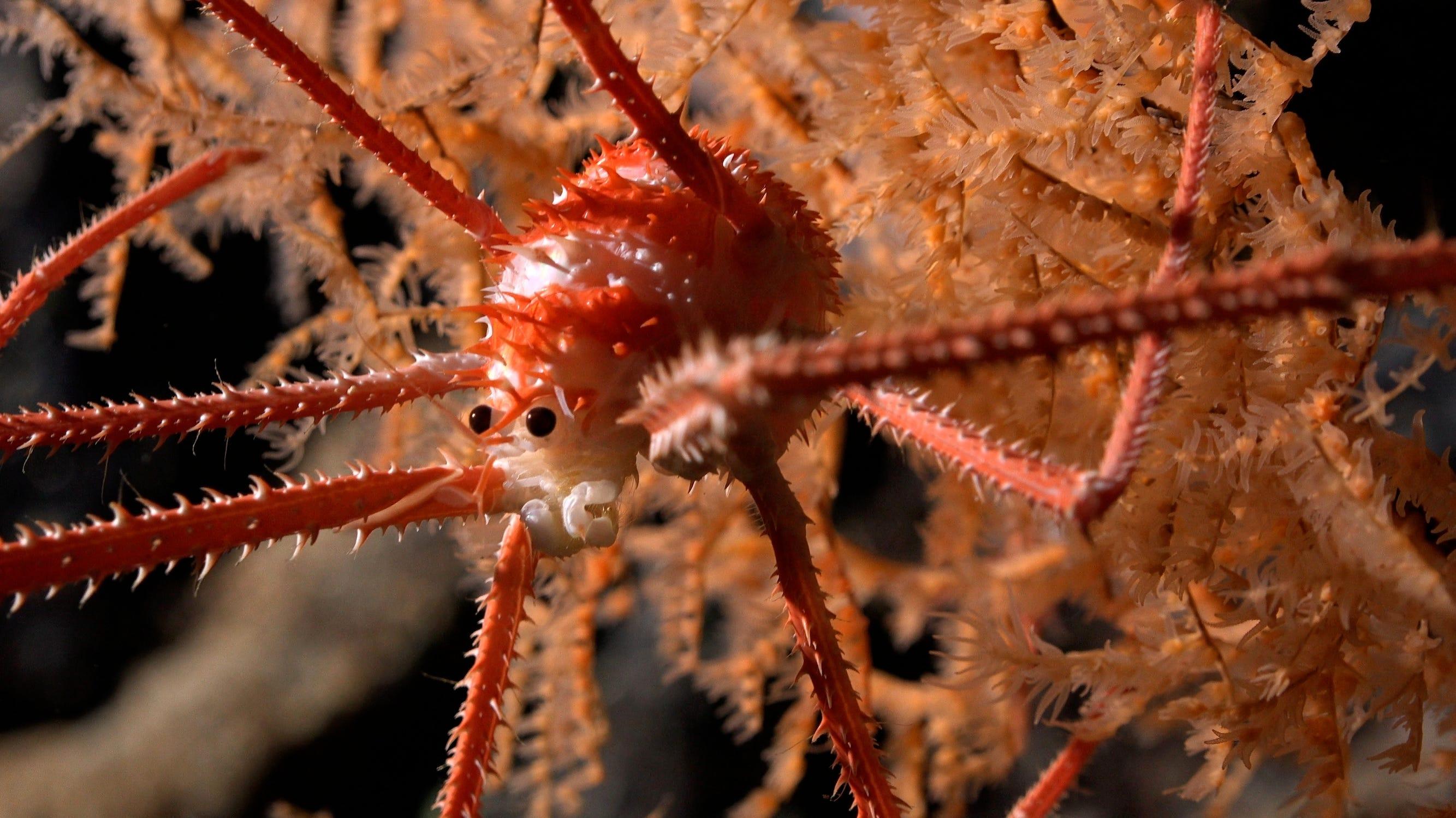 チリ沖の巨大海底山脈で見つかった、色鮮やかで不思議な深海生物たち