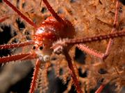 米シュミット海洋研究所が行った調査中に、サンゴ礁内に生息しているのが見つかったコシオリエビ科の一種（squat lobster）。