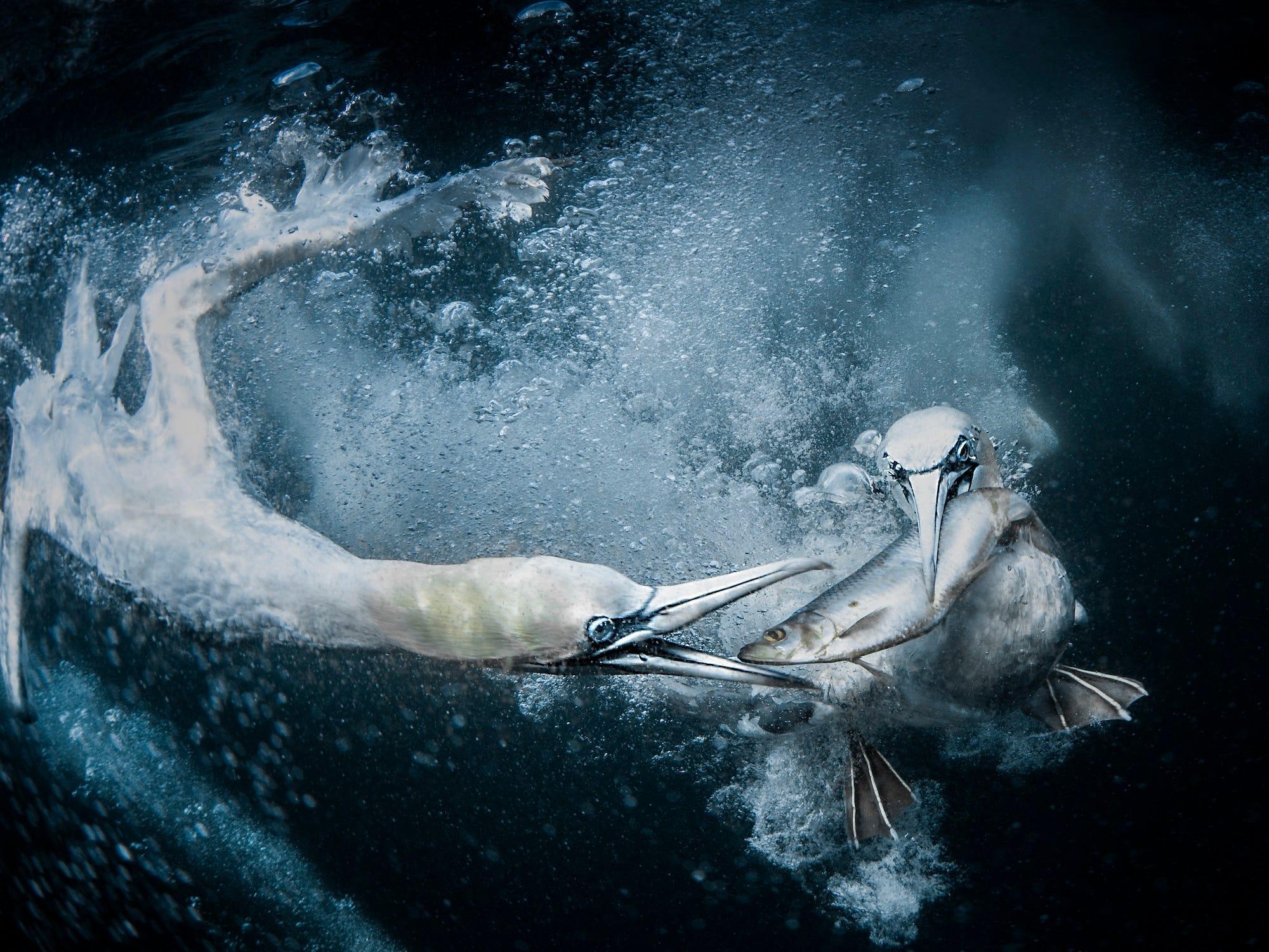 野生生物写真コンテストの入賞作品を紹介しよう...2024年の大賞は｢水中のカツオドリ｣