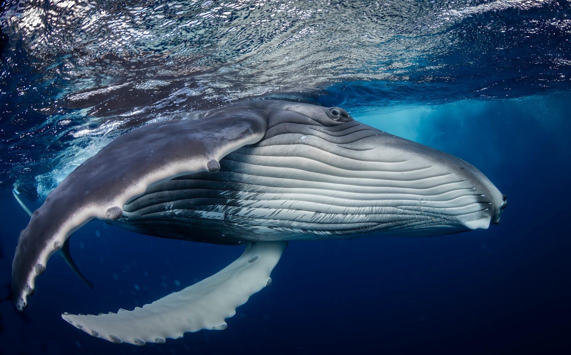 野生生物写真コンテスト入賞作の中から、特にすばらしい水中写真を紹介