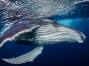 水中写真コンテスト2024入賞作品のクジラの写真