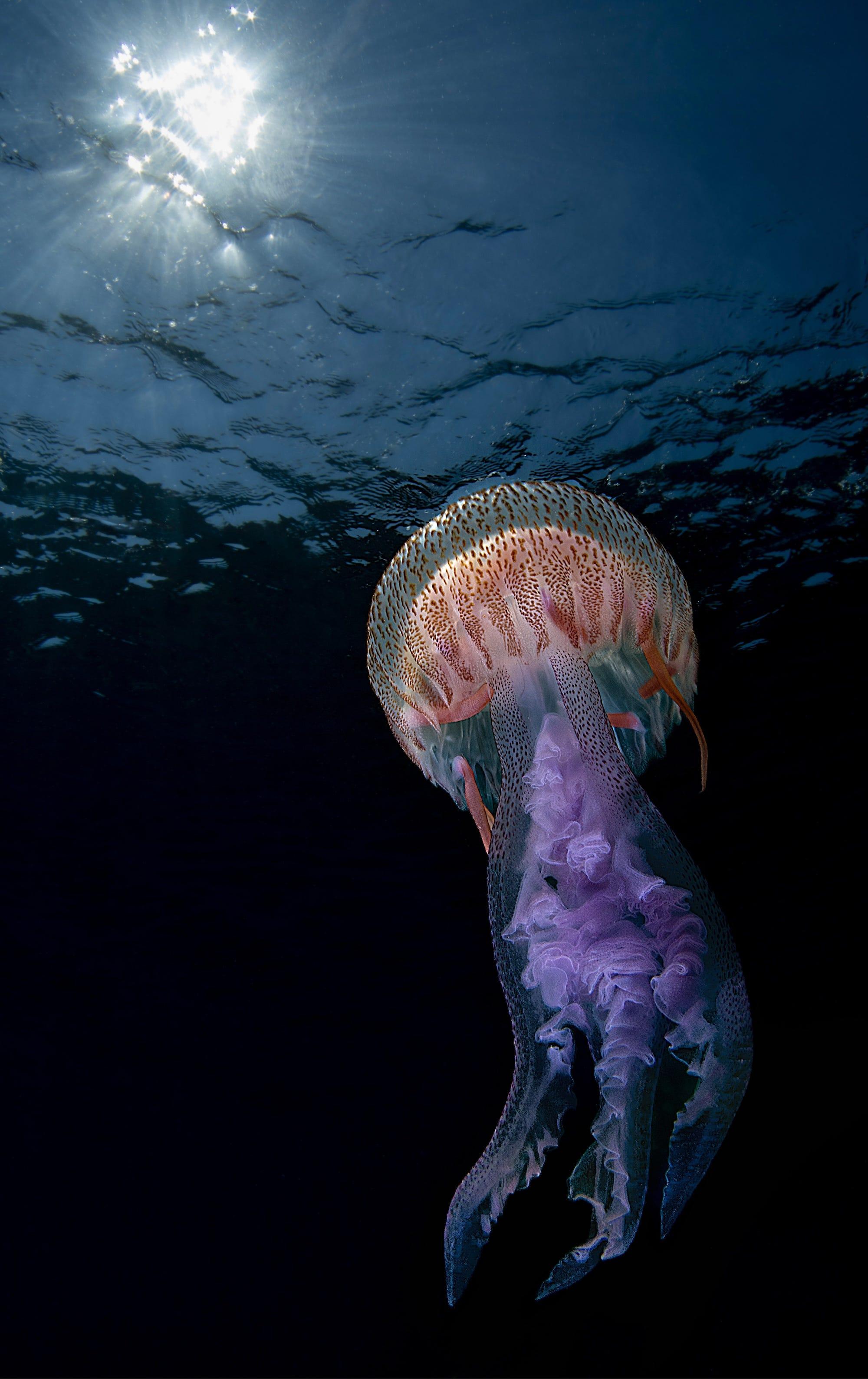 野生生物写真コンテスト入賞作の中から、特にすばらしい水中写真を紹介