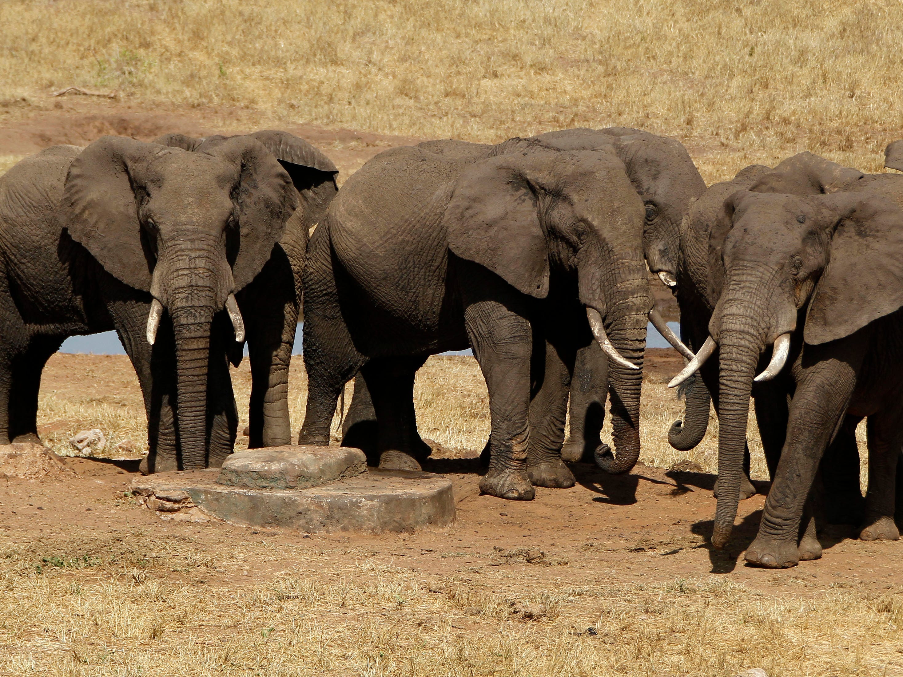 ボツワナ大統領、「2万頭のゾウを送る」とドイツを脅す…野生のゾウの保護を巡って