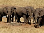 ボツワナではゾウが増え、国の指導者たちは不安を抱えている。