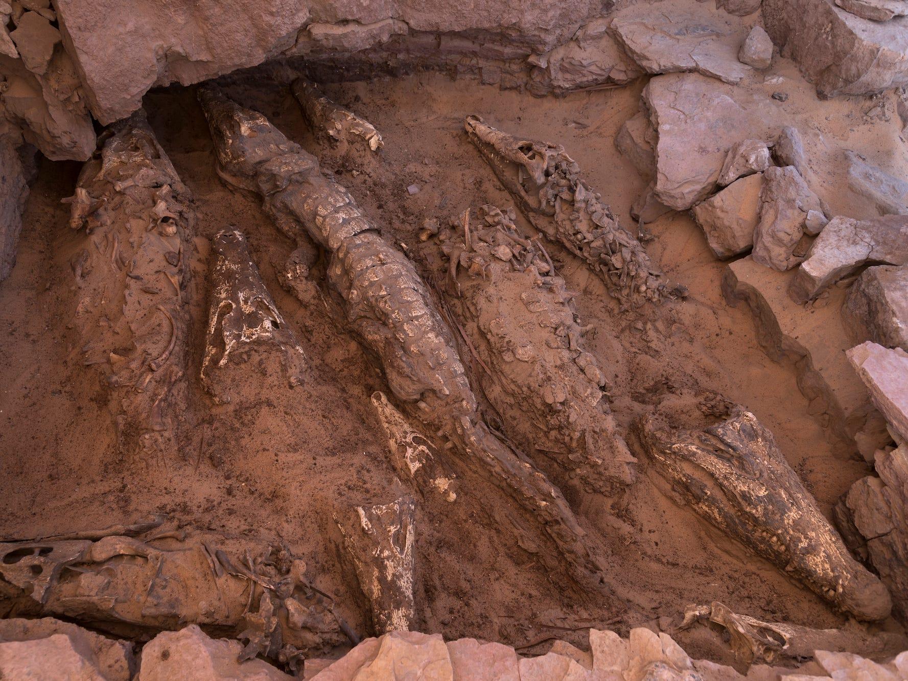エジプトで生け贄にされた10匹のワニのミイラを発見