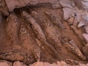 墓から発見されたワニのミイラ。