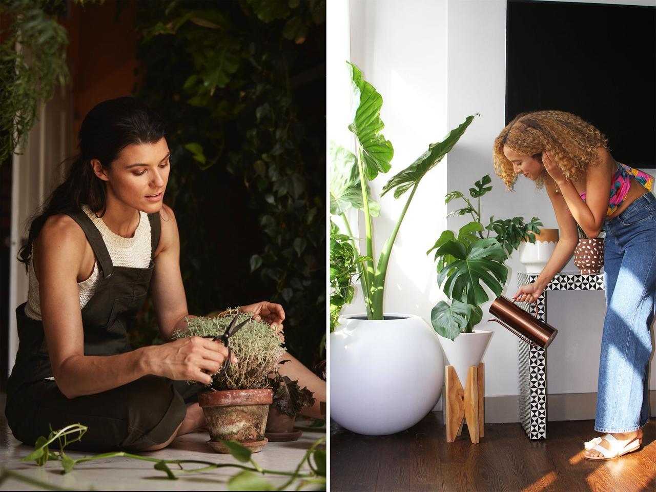 寝室、リビング、キッチン… 植物スタイリストが薦める、それぞれの部屋にぴったりな植物