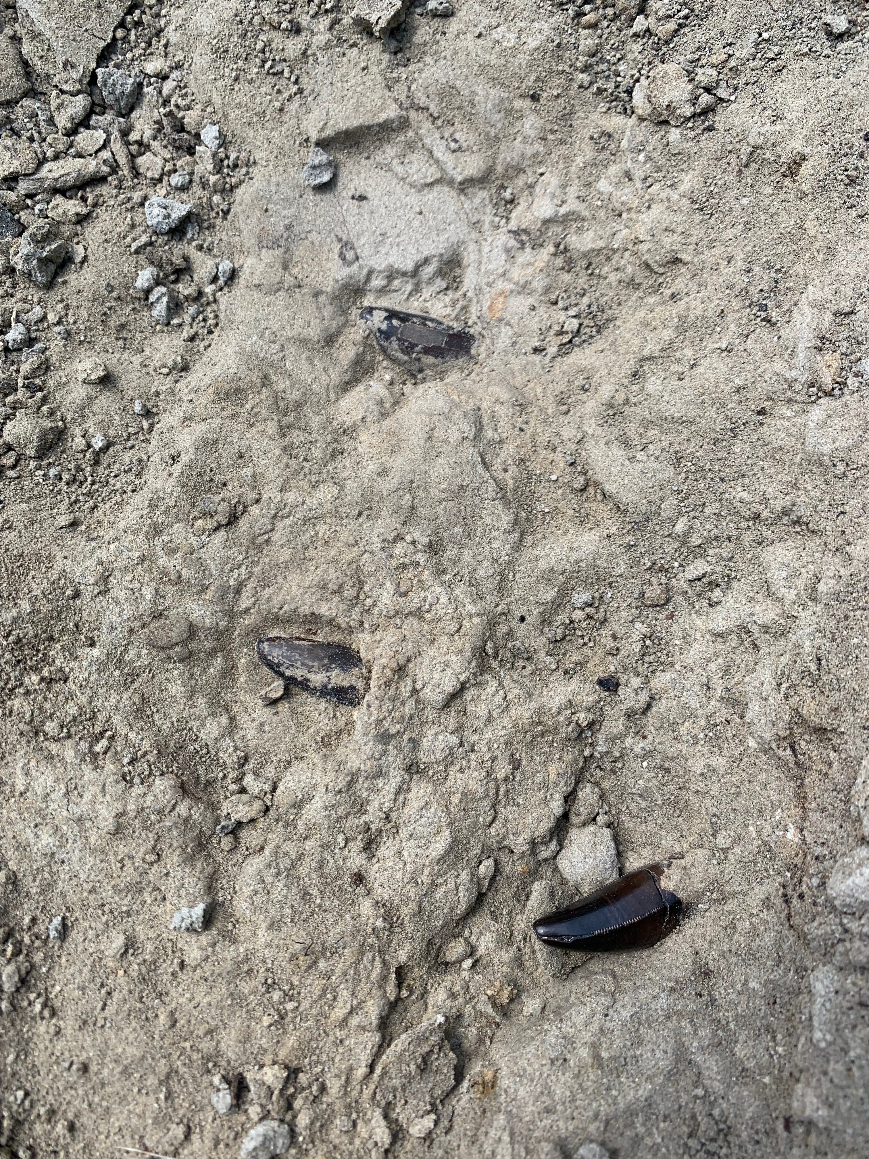 3人の少年が発見した化石はティラノサウルスの幼体だった | Business