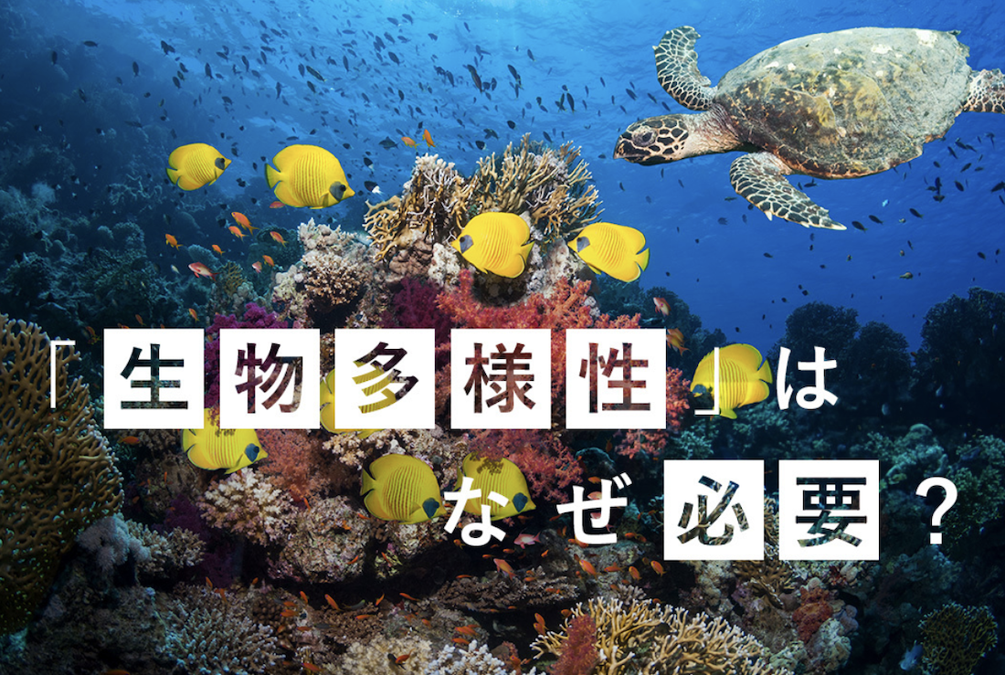 近い将来、地球上から100万種の生物がいなくなる？ ｢生物多様性｣が必要な理由 | Business Insider Japan