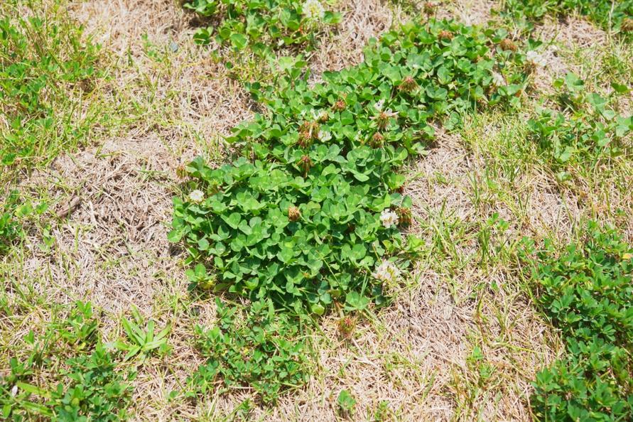 庭の芝生をすべてコンクリにしようと思うほど悩んだ「雑草」。コレを