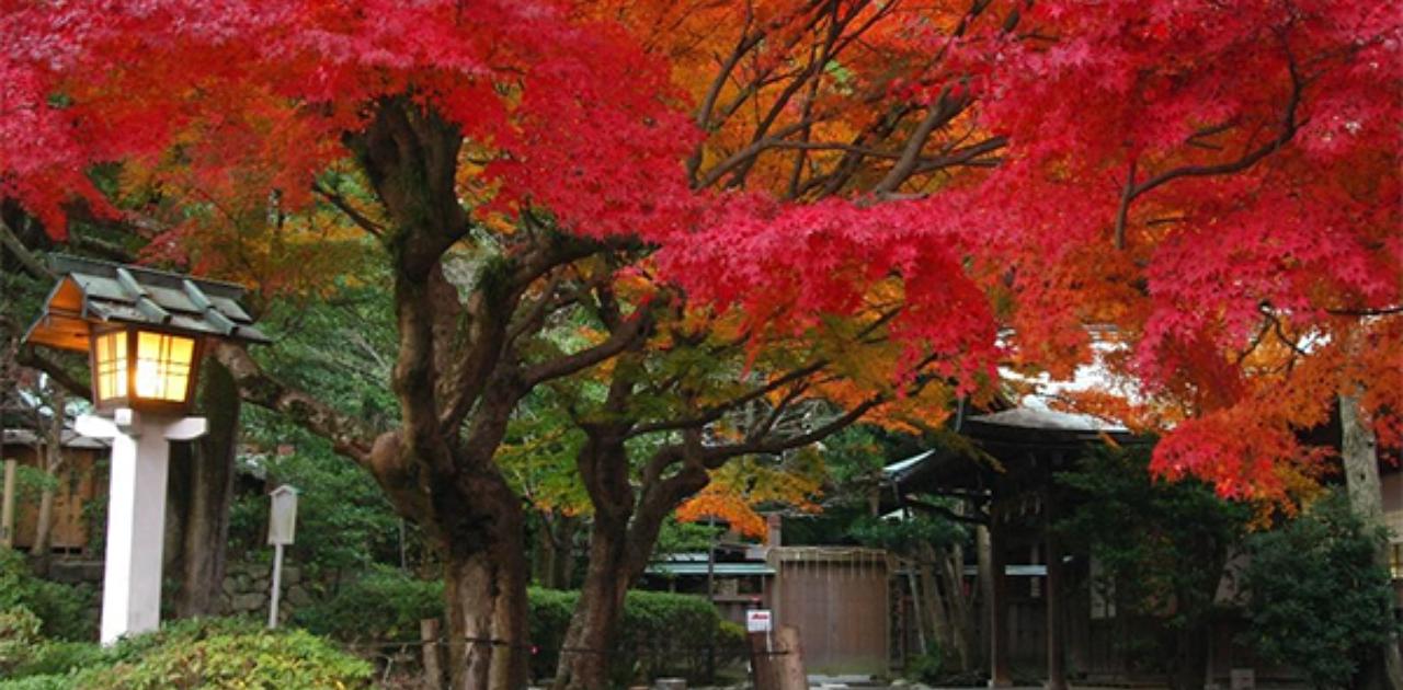 一度は行ってみたい｢紅葉の名所｣ランキング。1位はドライブで訪れたい関東の定番観光地