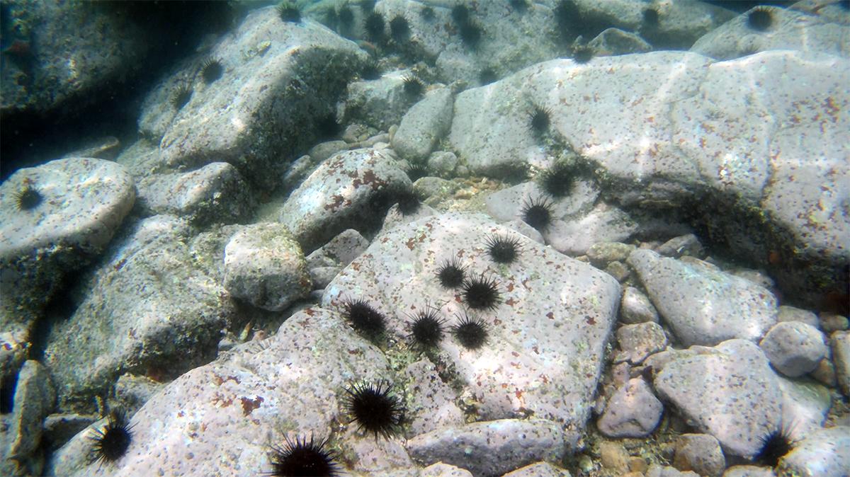 福岡県糸島市「メカブ」で“海の再生”ビジネスに。漁師がCO2で副