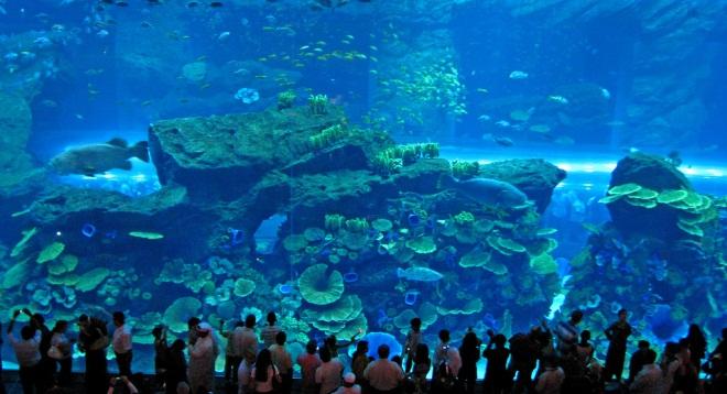 世界一に出合う旅 vol.3】世界一広い水槽がある水族館｢ドバイ アクアリウム｣ | MASHING UP