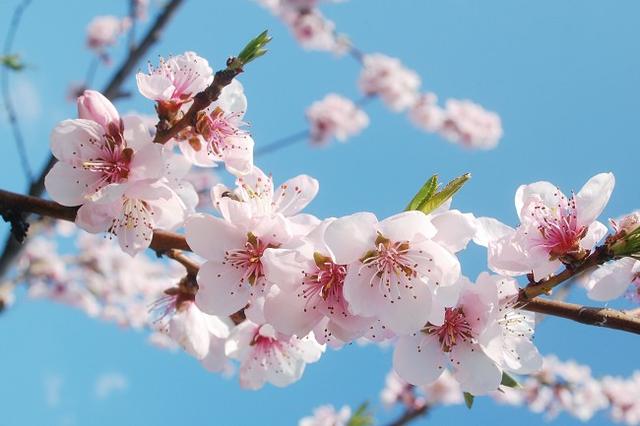 花言葉は精神美 ゲラン の香りで 桜の気高さをまとう Mashing Up